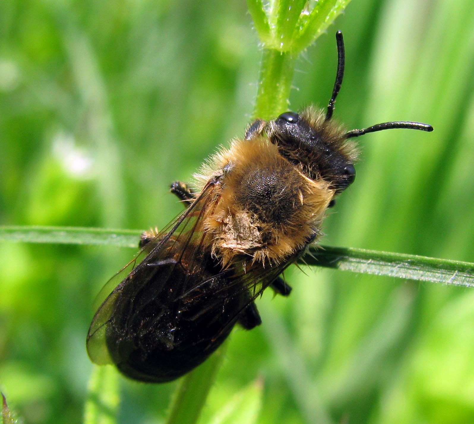 Possibile femmina di Colletes cunicularius